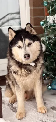 Пропала собака в п. Муромцево ...
