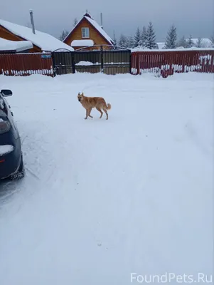 Доброго дня! В деревне Фенино ...