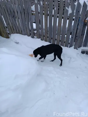 В деревне под Тверью прибилась...