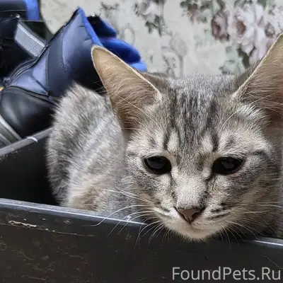 Пропал кот в районе ул. Шмидта...