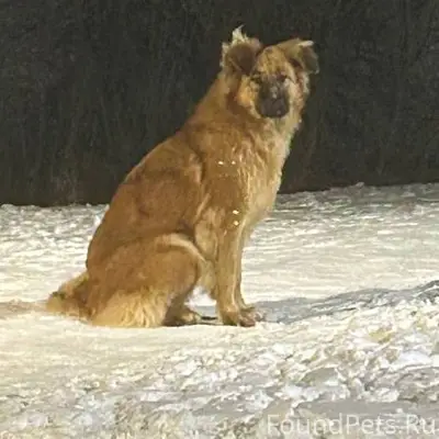 В районе ул. Сурикова прибилас...