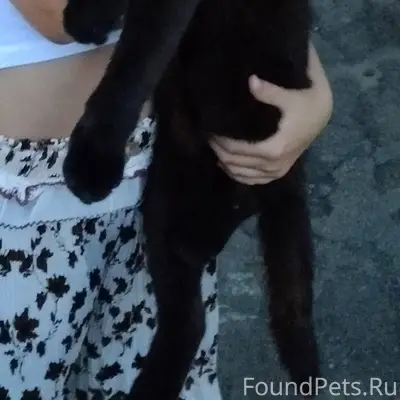 Пропал кот около недели назад,...