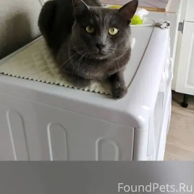 Москва Пропал кот 📌 Потерялся ...