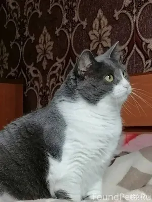 Стерелизованная и привитая кош...