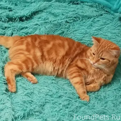 Пропал кот в районе ЦРБ, Если....