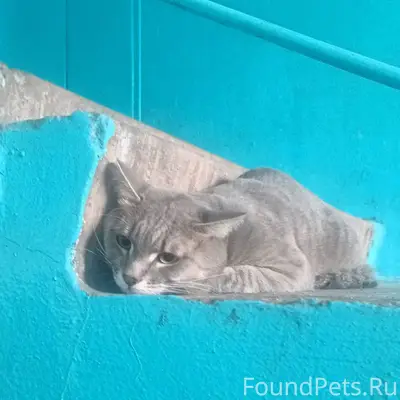 Найден кот, сидел в подъезде Г...