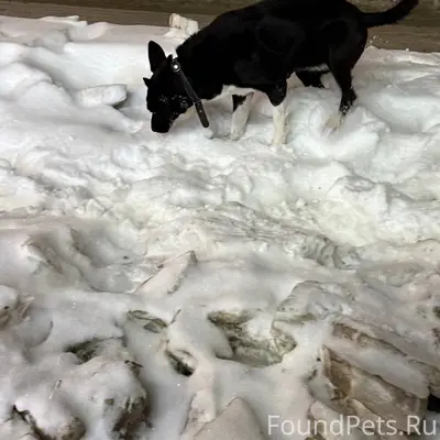 Потеряшка! Видно что домашняя,...