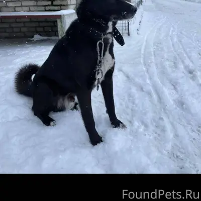 Кто потерял собачку??? . п Гав...