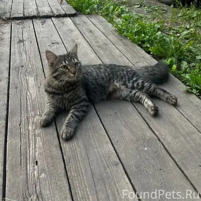 Пропал кот! Адрес г. Самара, у...