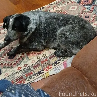 10 февраля В 17:00 потерялась....