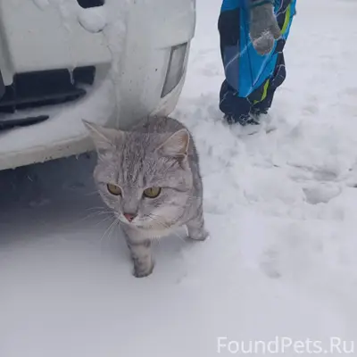 От подписчика Пропал кот может...