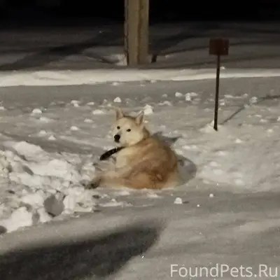 Найдена собака! г.Владимир. З-...