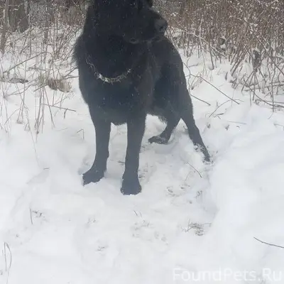 Гатчина ,ЛО!!!Вчера потерялась...