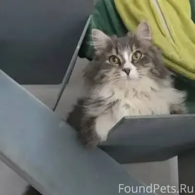 Добрый день! Пропала кошка 10....