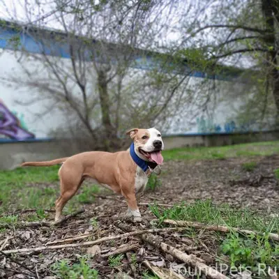 Пропала собака! Кличка Юла. Со...