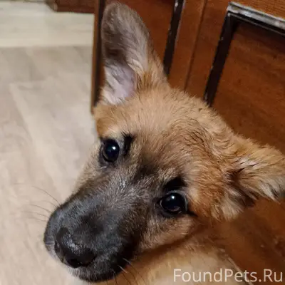 Найден щенок кобель в районе в...