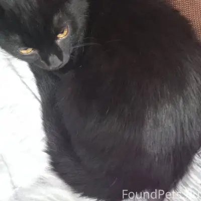 Пропал черный кот 6-7 месяцев....