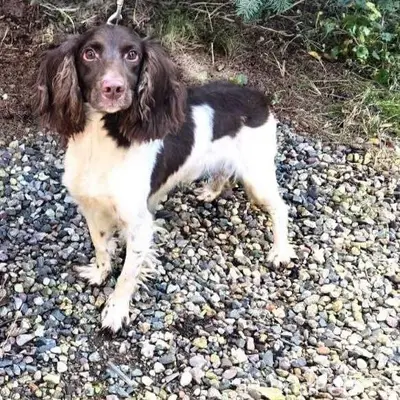 #Москва и МО ❤️ Ищет дом...