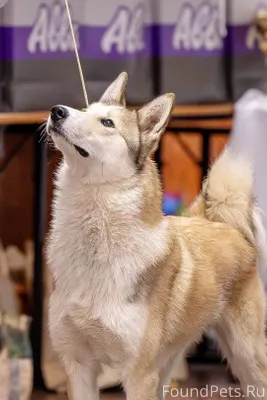 Пропали две собаки , порода за...