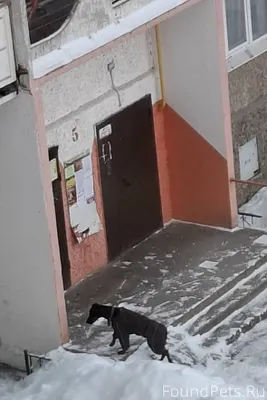 Кто потерял собаку? Бегает в к...
