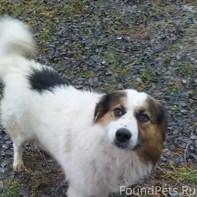 ‼ ️‼ ️‼️ПРОПАЛА СОБАКА ‼️‼️ ‼М...