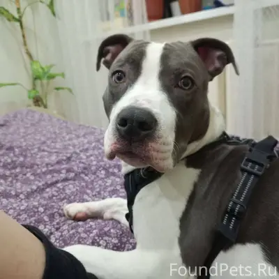 Сегодня ночью прибился породис...