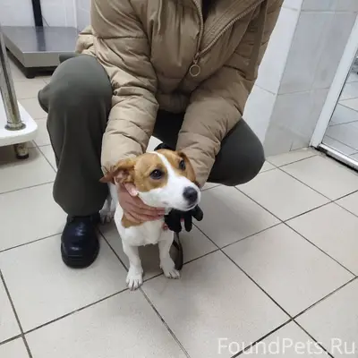 ‼️Срочно ‼️ В Городе Сафоново ...