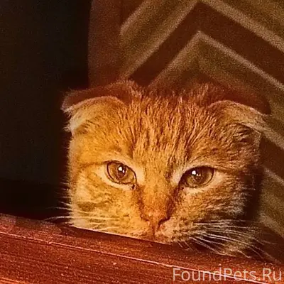 Пропал кот! Стеф. Р-н Бочманов...