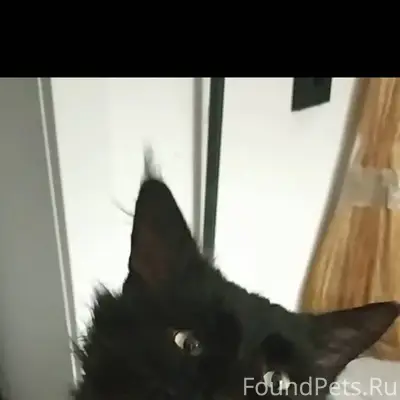 Выложите плиз. Пропал кот поро...