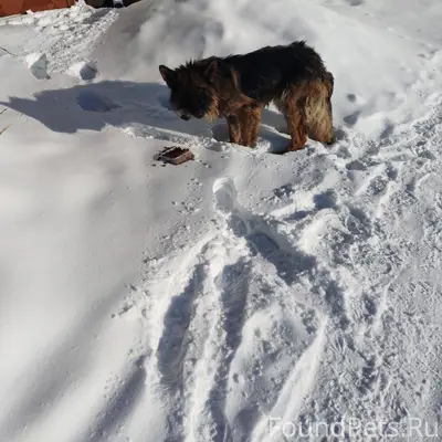 На Амуре появилась собака Неме...