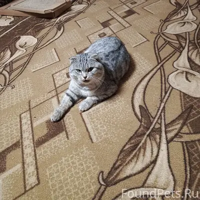 Пропал кот, территориально ули...