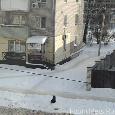 На Ломоносова сидит собака при...