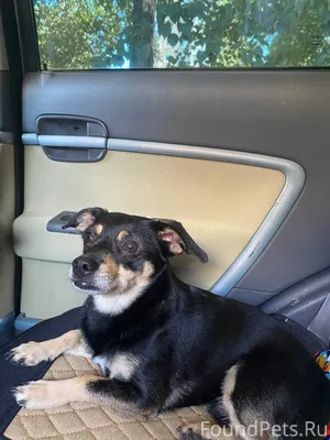 ‼️Пропал пес в районе Максарев...