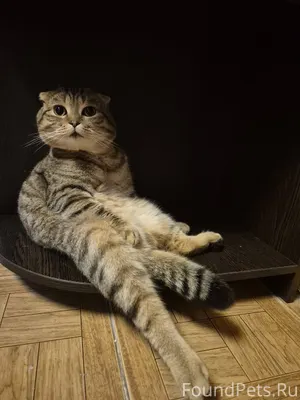 Пропал кот, кличка Масянь. Ушё...