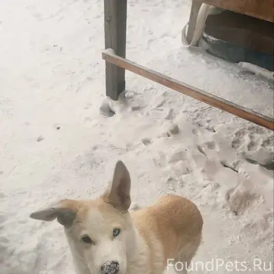 ПРОПАЛА СОБАКА 🐕 МОЛОДОЙ КОБЕЛ...