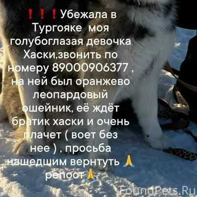 У друзей убежала собака 🆘 пожа...