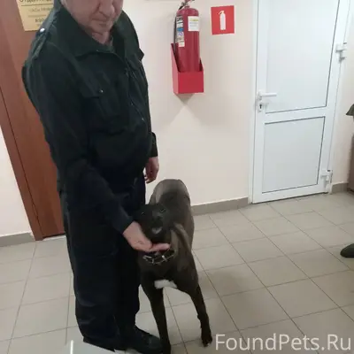 Потеряшка, собака похожа на бо...