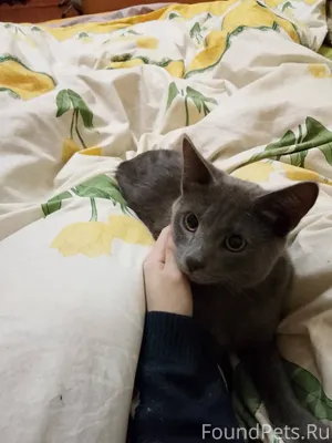 Найден на улице Льва Толстого ...