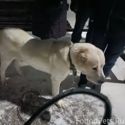 Кто потерял собаку? Хозяин, от...