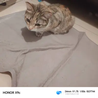 Прибилась молодая кошечка, вид...