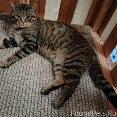 Пропал кот на улице Колхозной....