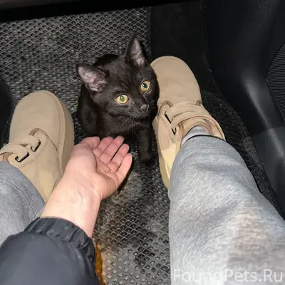 Найден котенок возле набережно...