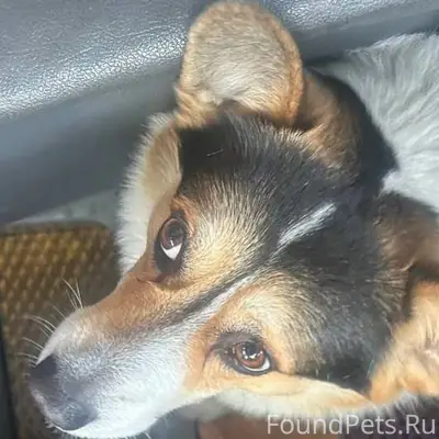 Срочно ❗❗❗Найдена собака в В.-...