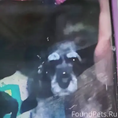 Ищем собачку маленькую, убежал...