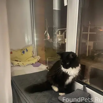 ПРОПАЛА КОШКА 11 февраля г. Иш...