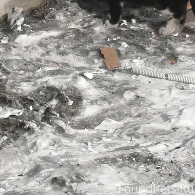 Найдена кот или кошка не понят...