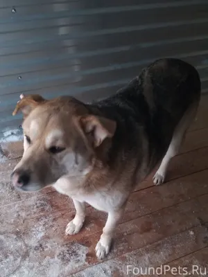 ЧЕЙ ПОТЕРЯШКА?! Хозяин отзовис...