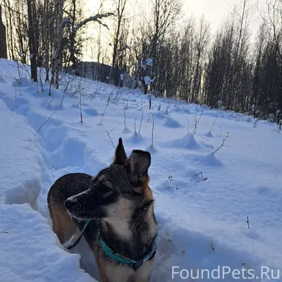 🆘ПРОПАЛА НАША БЫВШАЯ ПОДОПЕЧНА...