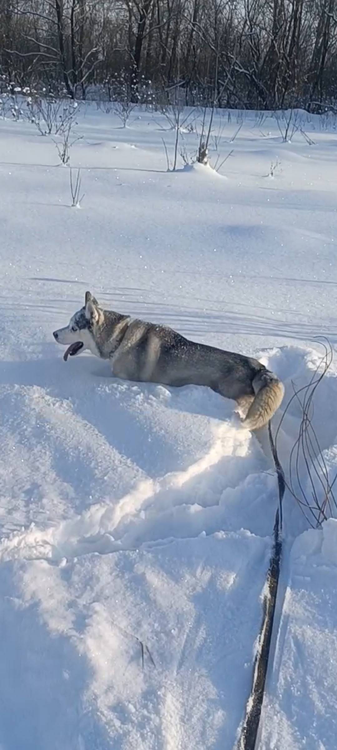 🆘 ПРОПАЛА ХАСКИ 🆘 Убежала хаск...