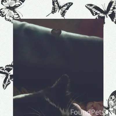 Пропал кот❗